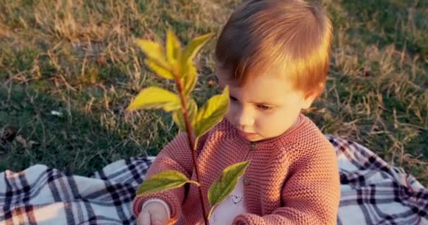Маленькая девочка забавно играет в парке на зеленой траве на свежем воздухе — стоковое видео