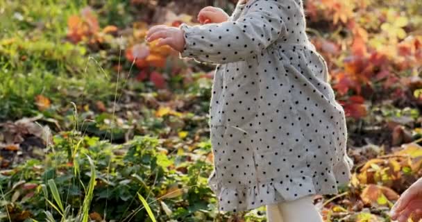 Kleines Mädchen spielt lustig im Park auf grünem Gras an der frischen Luft — Stockvideo