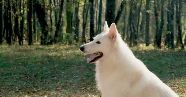 Gelukkig vrouwtje vrolijk spelen met hond in het najaarspark. Liefde en vriendschap met huisdieren. Witte herder — Stockvideo
