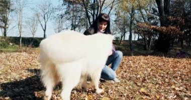 Mutlu bayan güler yüzlü bir şekilde sonbahar parkında köpekle oynuyor ve onunla oturuyor. Evcil hayvanlarla sevgi ve arkadaşlık. Beyaz Çoban