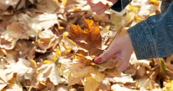 Young woman picks up fallen colorful autumn leaves. Girl collect yellow leaf. Close up — Stock Video