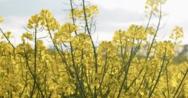 Çiçek açan kanola çiçekleri. Yaz mevsiminde tarımsal alanda ırz düşmanı, kapat. Çiçekli kolza tohumu