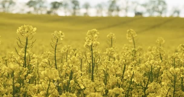 Blommande canola blommor. Rapsfrön på åkermark på sommaren, närbild. Blommande raps — Stockvideo