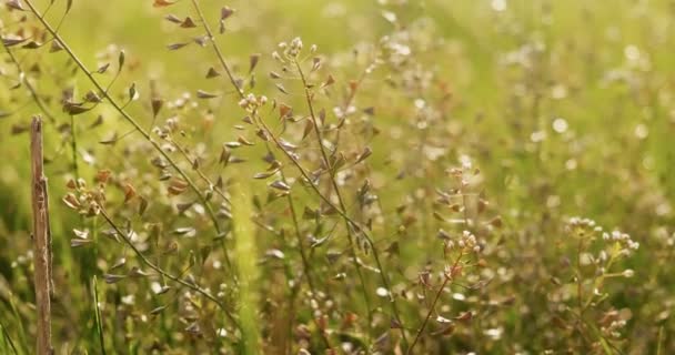 Flores selvagens crescendo no verão em campo verde — Vídeo de Stock