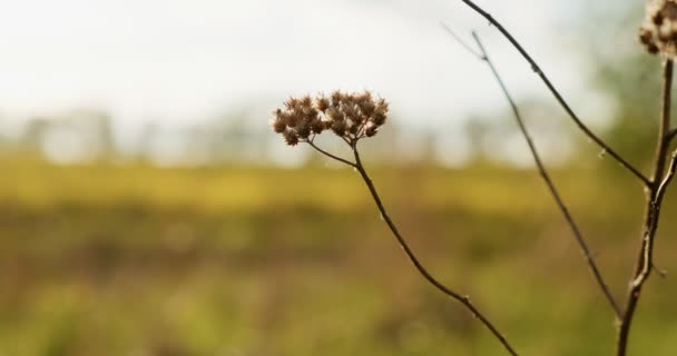 Suchá tráva v létě na zeleném poli — Stock video