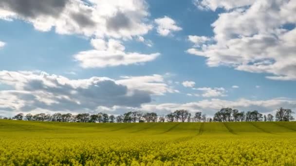 Champ de canola temporisé. Champ de colza sous un soleil éclatant et des nuages mouvants, timelapse