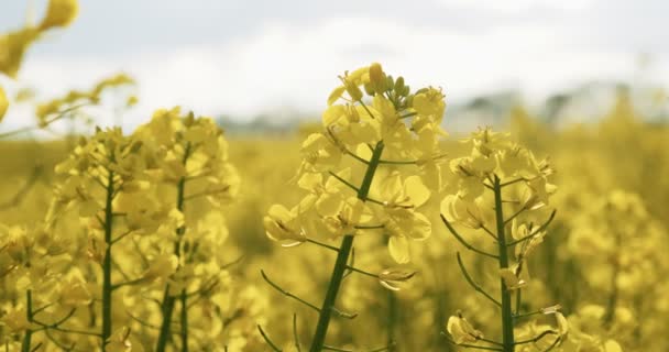 Çiçek açan kanola çiçekleri. Yaz mevsiminde tarımsal alanda ırz düşmanı, kapat. Çiçekli kolza tohumu — Stok video