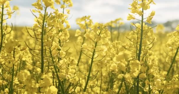 Flores de canola florecientes. La colza en el campo agrícola en verano, de cerca. Colza en flor — Vídeos de Stock