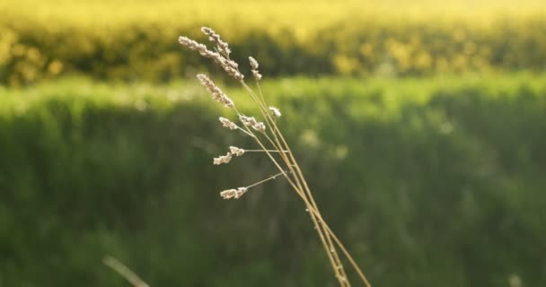 Hierba seca en verano en campo verde — Vídeo de stock