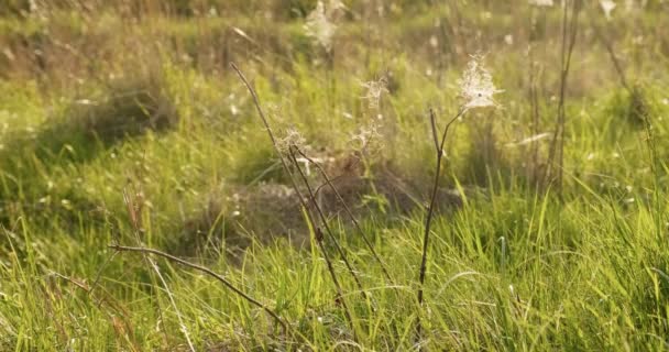 Droog gras in de zomer in groen veld — Stockvideo