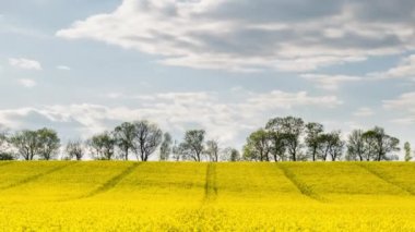 Zaman aşımı kanola alanı. Parlak gün ışığında kolza tohumu tarlası ve hareket eden bulutlar, zaman kavramı