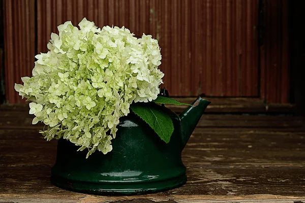 White flower in a teapot