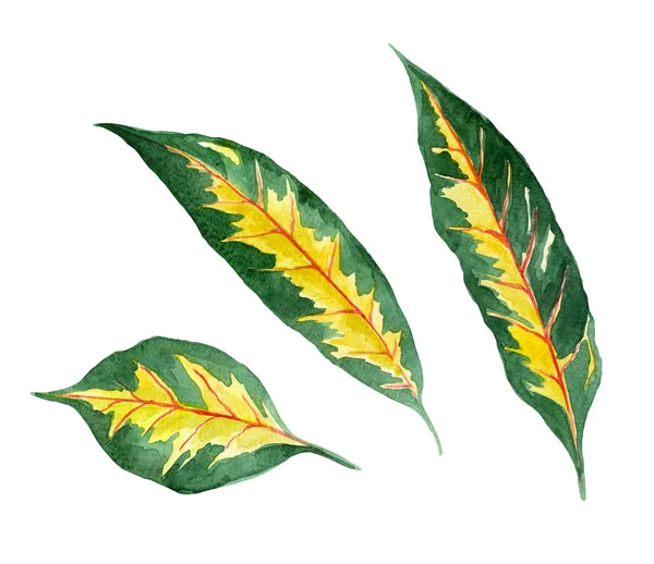 Folhas Trópicas Verde Amarelo Ilustração Aquarela — Fotografia de Stock