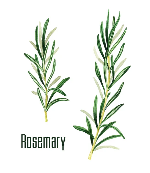 Rosemary Watercolor Branch Hand Drawn Illustration — Stock Photo, Image