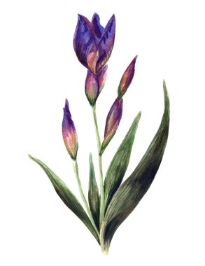 Viole suluboya Iris, elle çizilmiş illüstrasyon