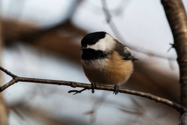 Siyah başlıklı bir piliç, Poecile atricapillus.