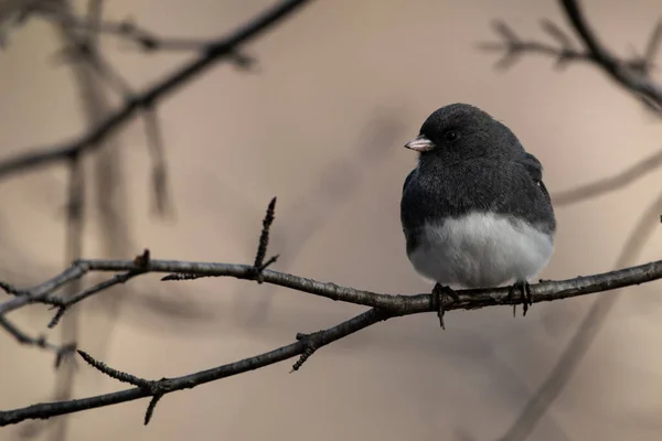 Kara gözlü bir junco, Junco hyemalis.
