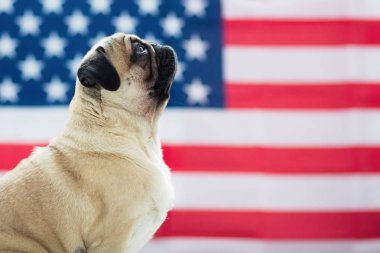 Bağımsızlık günü Amerikan bayrağı arka üzerinde güzel bej köpek pug.