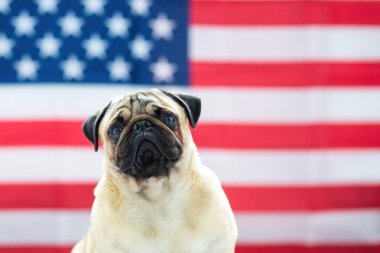 Bağımsızlık günü Amerikan bayrağı arka üzerinde güzel bej köpek pug.