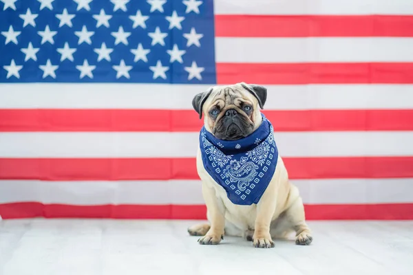 Beautiful beige puppy pug on the background of the American flag on Independence Day.