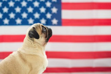 Bağımsızlık günü Amerikan bayrağı arka üzerinde güzel bej köpek pug.