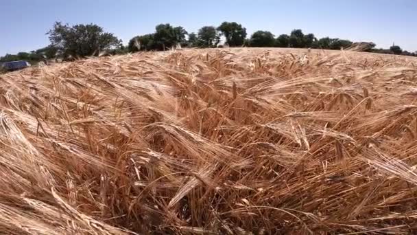Campo de trigo maduro en un día soleado — Vídeo de stock