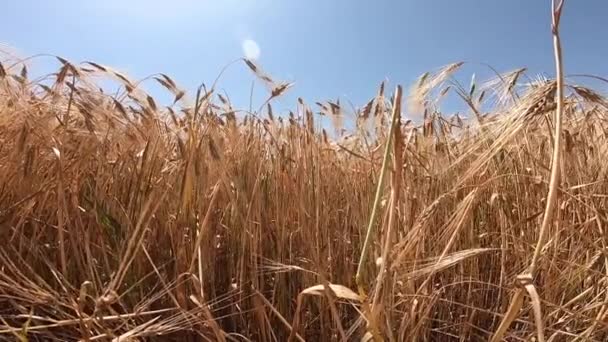 Χωράφι από ώριμο σιτάρι σε μια ηλιόλουστη μέρα — Αρχείο Βίντεο