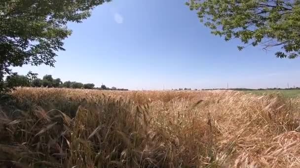 Campo de trigo maduro em um dia de sol — Vídeo de Stock