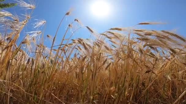 Поле стиглої пшениці в сонячний день — стокове відео