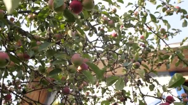Appelboom in de tuin. — Stockvideo