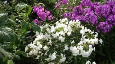 Çiçek Bahçe. Parlak çiçekler. ağır çekim. Flowerbed peyzaj tasarımı