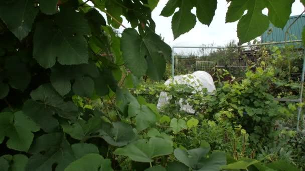 Jardín. cocina-jardín. tiempo de cosecha. Posesiones. — Vídeos de Stock