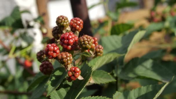 Brombeeren im Garten. Ernte. — Stockvideo