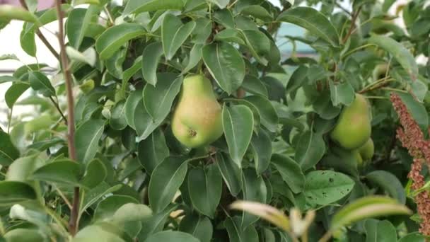 Perenboom in de tuin. — Stockvideo