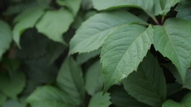 tropikal yaprak yumuşak yavaş hareket üzerinde yağmur damlaları