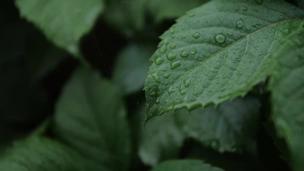 Krople deszczu na tropikalny liść w miękkie zwolnionym tempie — Wideo stockowe