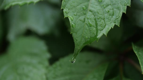 Regen druppels op tropische blad in zachte Slowmotion — Stockvideo