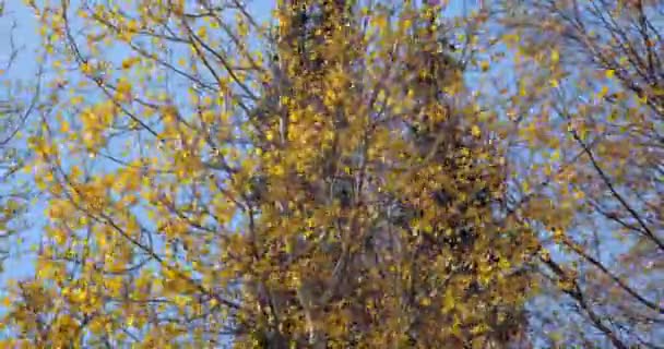 Осенние листья и деревья — стоковое видео