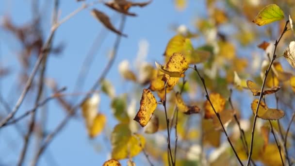 Το φθινόπωρο τα φύλλα και δέντρα. Αργή κίνηση. — Αρχείο Βίντεο