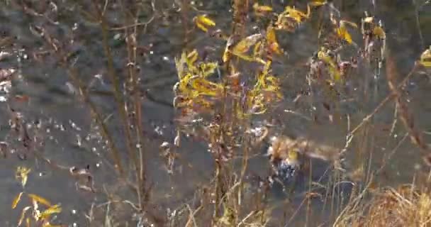 Φθινόπωρο στον ποταμό. Τα φύλλα στο νερό — Αρχείο Βίντεο