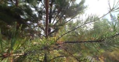 İğne yapraklı bir genç bir ağaç dalı. Yeşil iğne yapraklı ağaçlar.