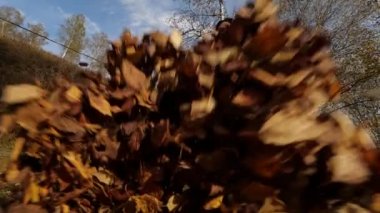 Mutlu kız parkta yaprakları ile. Sarı yapraklar