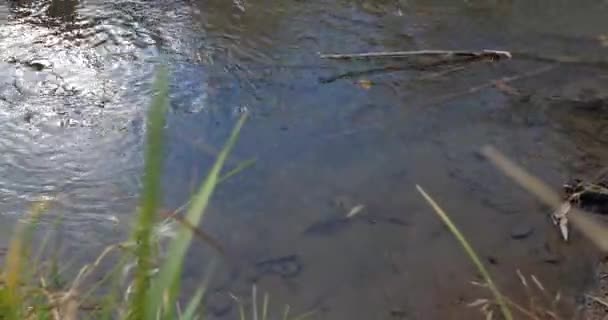 Río Otoño. Las hojas en el agua — Vídeo de stock