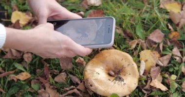Parkta telefonda mantar fotoğrafını çekmek. Sarı yapraklar. Altın