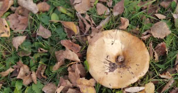 Pilz im Park. Gelbes Laub. Goldtotem am Telefon — Stockvideo