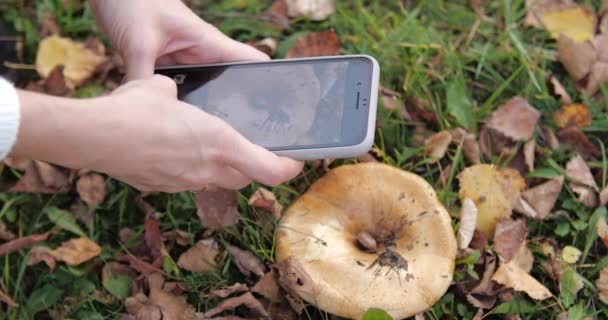 Het nemen van foto's van de paddestoel aan de telefoon bij het Park. Geel loof. goud — Stockvideo