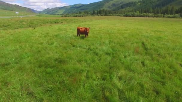 Aerial survey of Cows in the meadow. cow grazing in a meadow — Stock Video