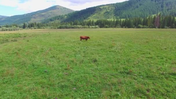 Aerial survey krów na łące. krowy pasące się na łące — Wideo stockowe