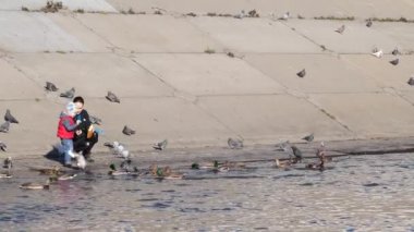 Anne ve oğlu ördek besleme. Yaban ördeği