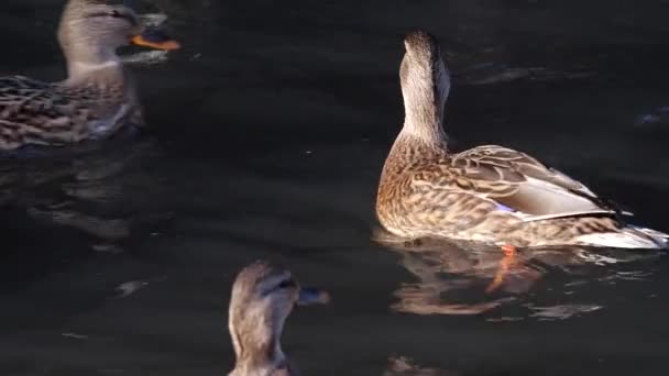 Ducks swim in the pond. Wild duck — Stock Video